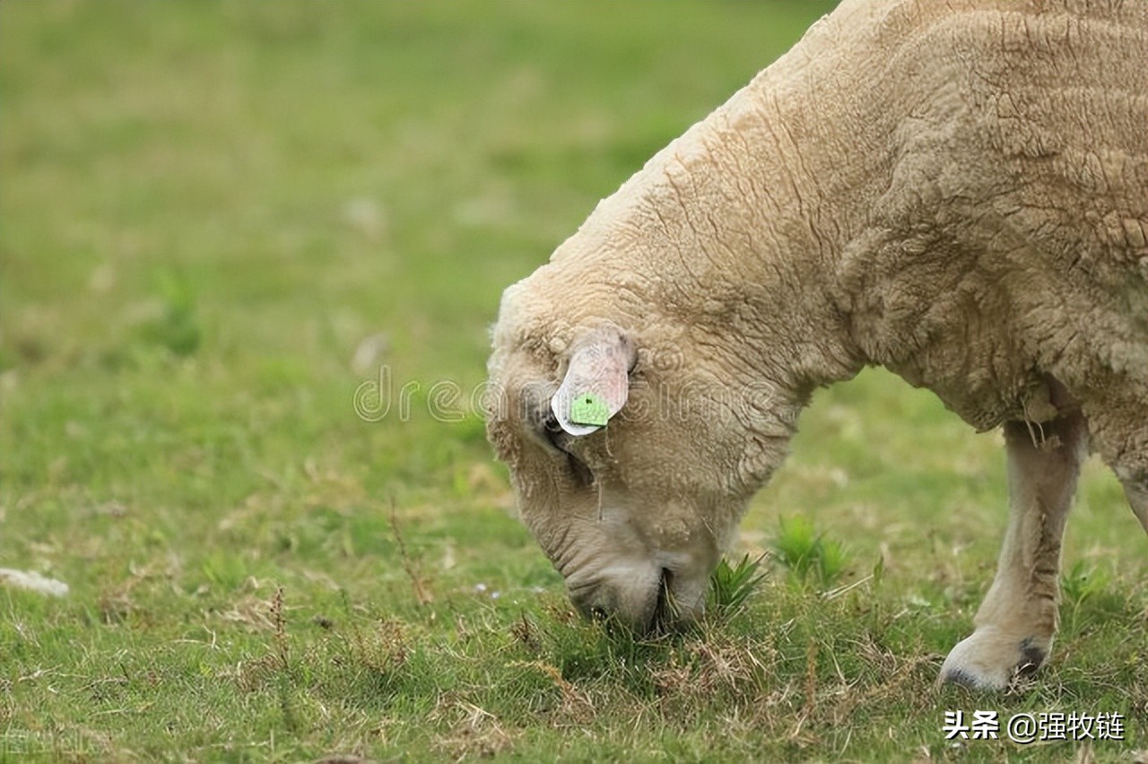 羊偷吃玉米多了怎么治疗,羊偷吃饲料胀气