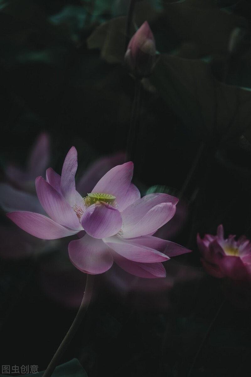 荷花图片禅意荷花,最美意境荷花图片大全