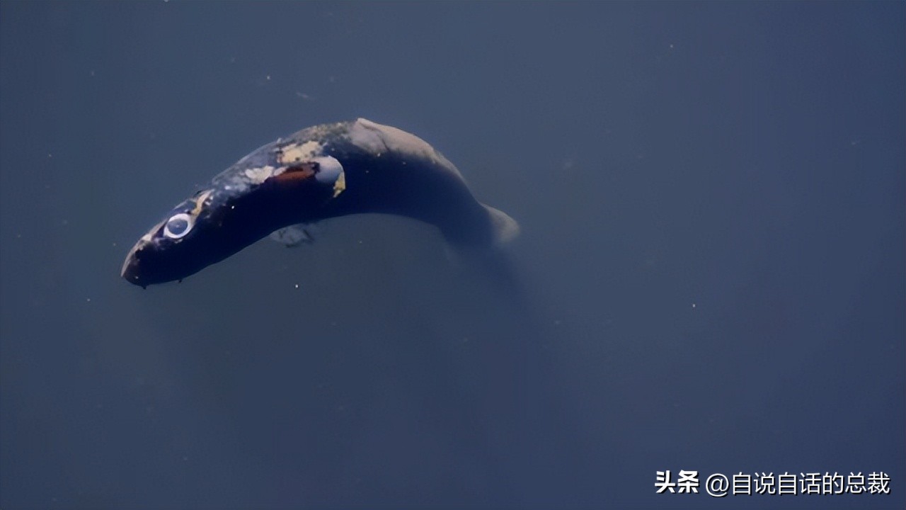 潜入深海寻找宝藏,潜入海底最深处你会发现什么