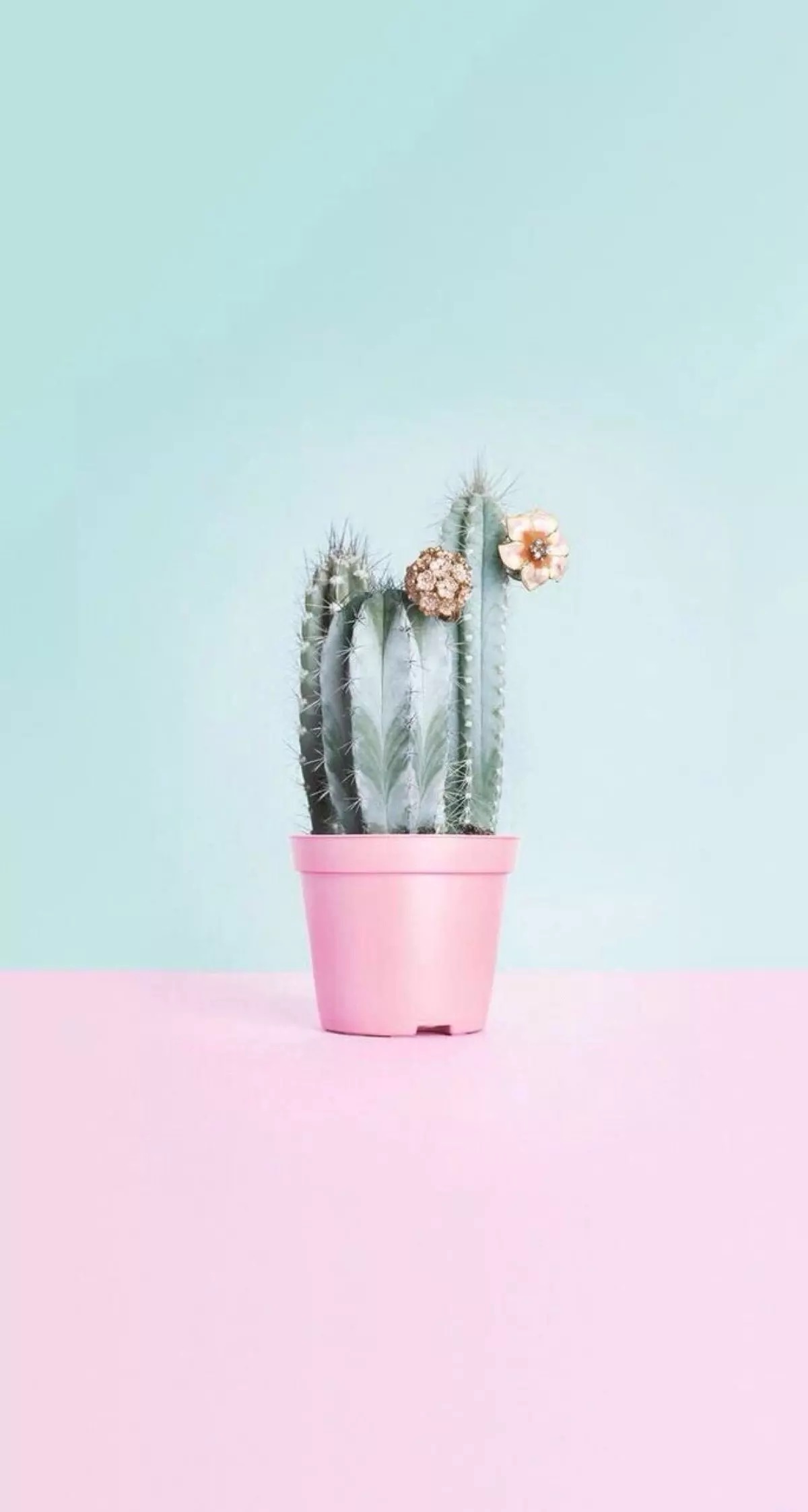 浅色壁纸高清图片花,超仙闺蜜壁纸动漫紫色和粉色