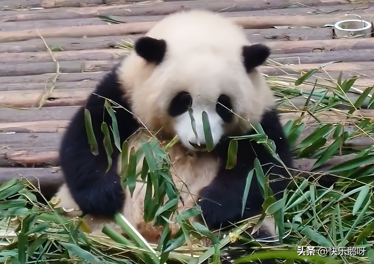 熊猫吃竹子与竹笋的区别,什么样的竹子适合熊猫吃