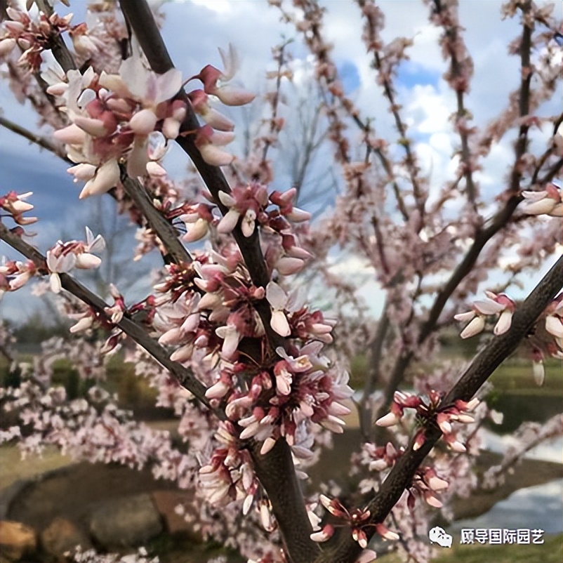 南方人爱不够的紫荆花，北方人懵了：“这哪儿是紫荆花啊？”