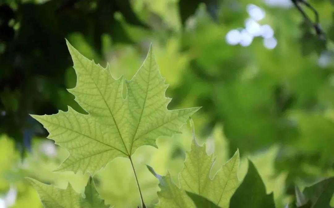 立秋的经典诗词,立秋最好的十首诗词
