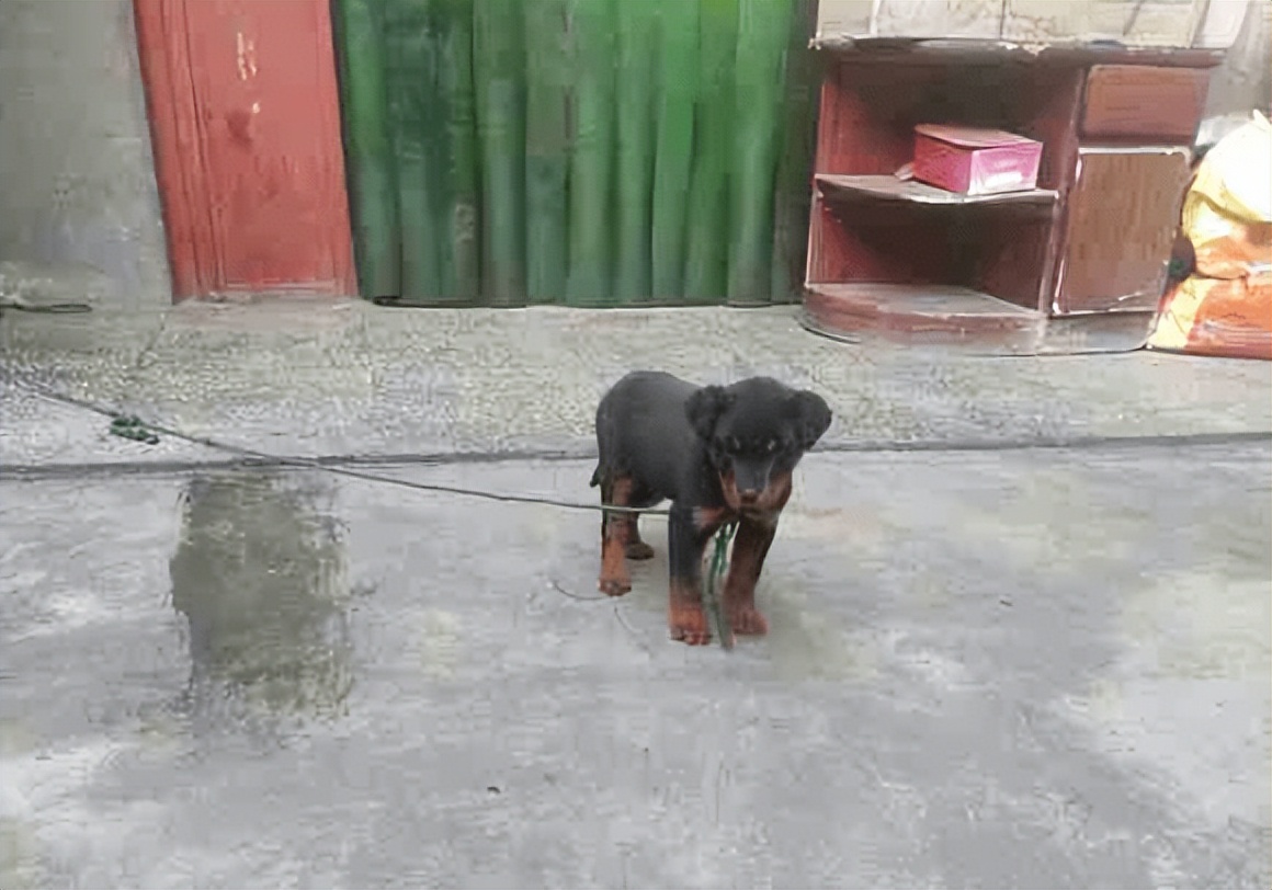 小狗没精神不吃东西往外跑,小狗快不行为什么总往外跑