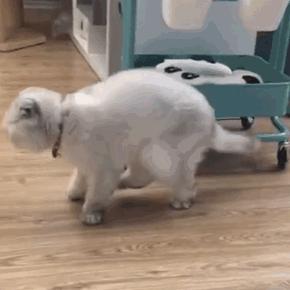 英短蓝白猫寿命一般多少年,这几种猫很乖巧适合家养