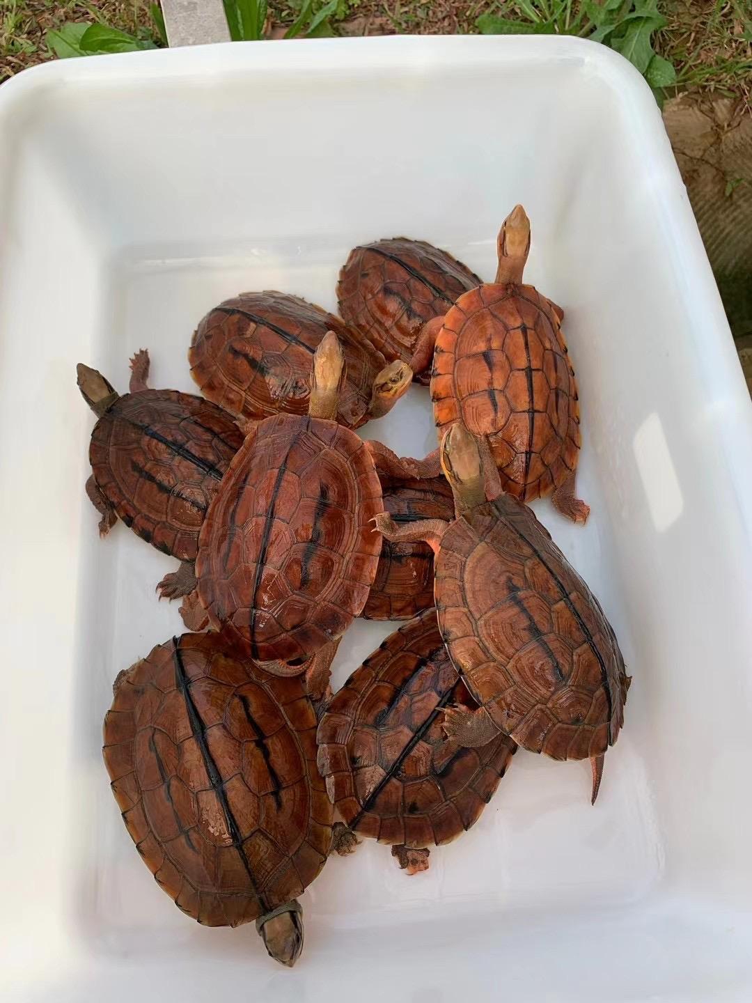 金钱龟用什么缸养好,如何养好金钱龟宠物