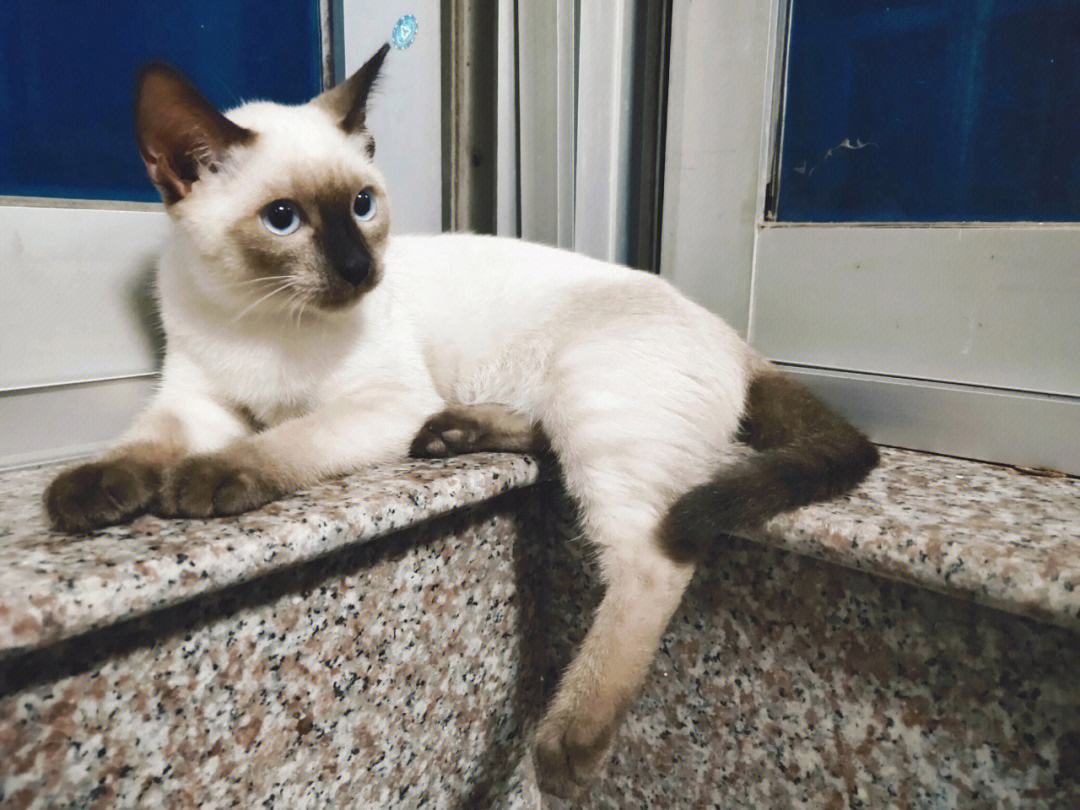 好养好看的短毛猫有哪些品种,狸花猫十种适合新手养的猫