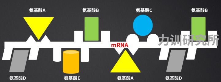 健身增肌好处的简介,锻炼和健身增肌的原理