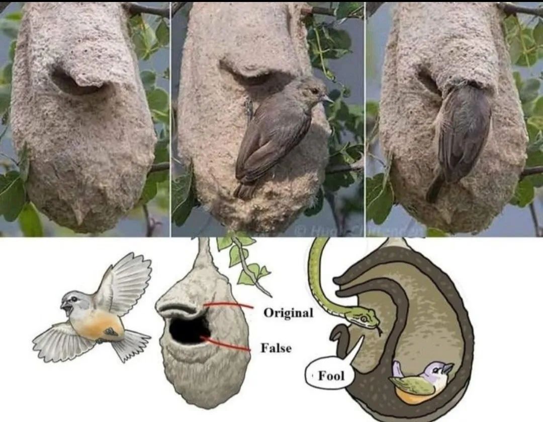 18张有趣的图,33张有趣的照片展示出奇妙的世界