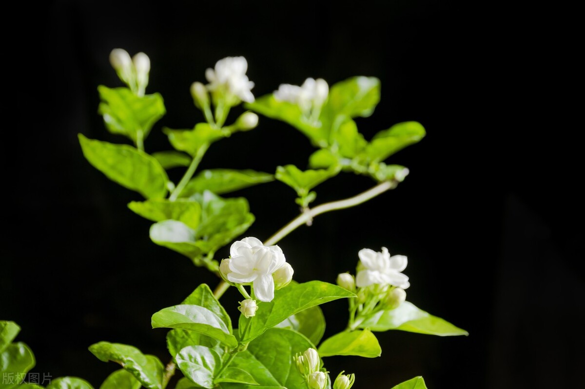 茉莉花冬季搬进有暖气屋里怎么养,茉莉花怕太阳晒吗怎么样养茉莉花
