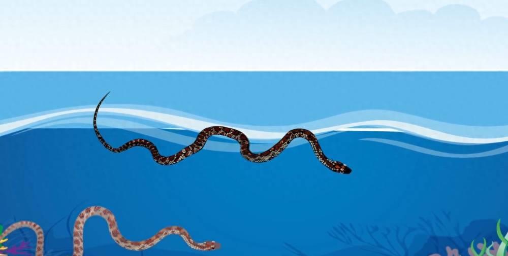 深海狩猎者的宝藏在哪,深海狩猎奥奇传说