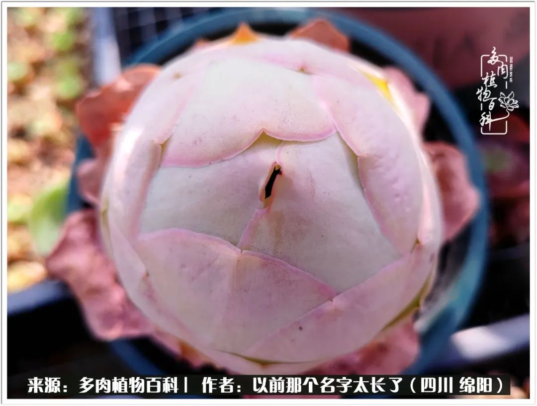 夏天山地玫瑰,小清新山地玫瑰