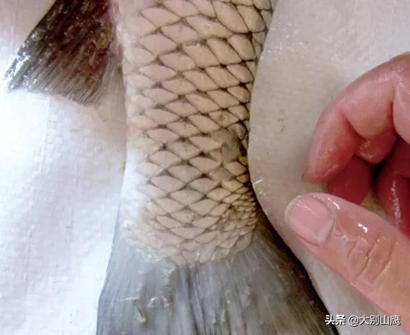 养鱼降低风险最好方法,养鱼不杀菌可以吗