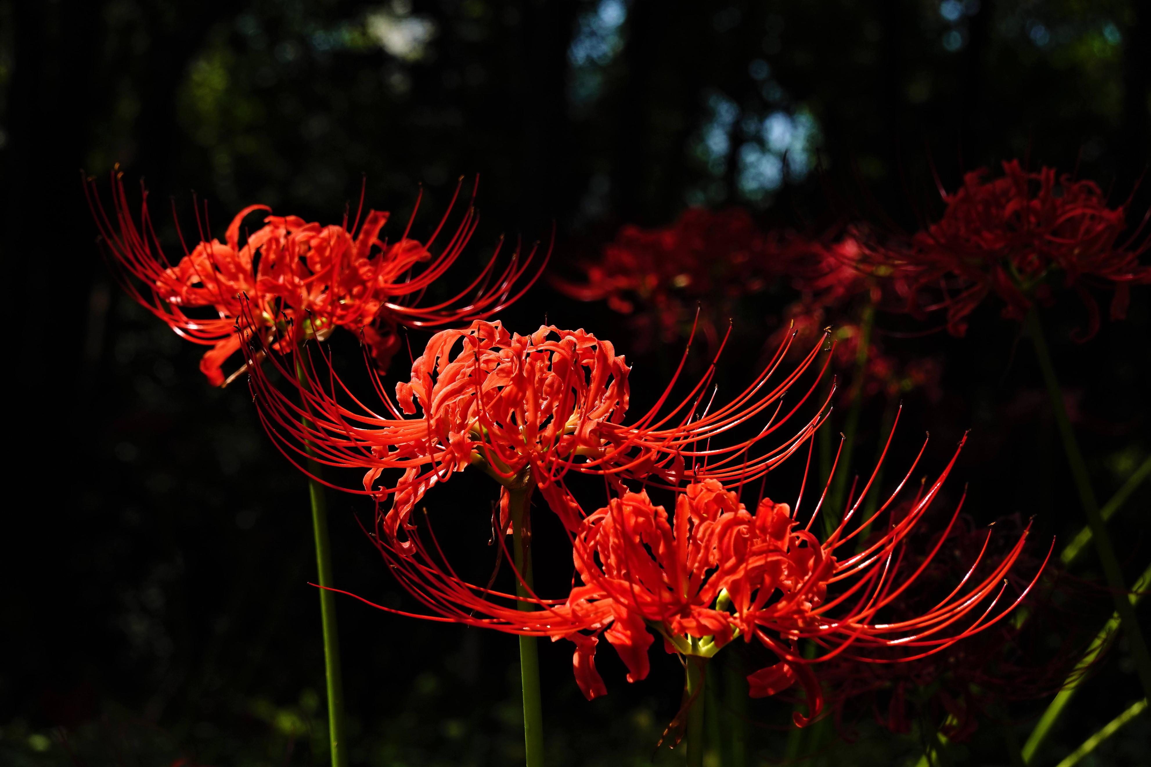 四种花只因太晦气，很少有人愿意养家里，换做是你，你会介意吗？