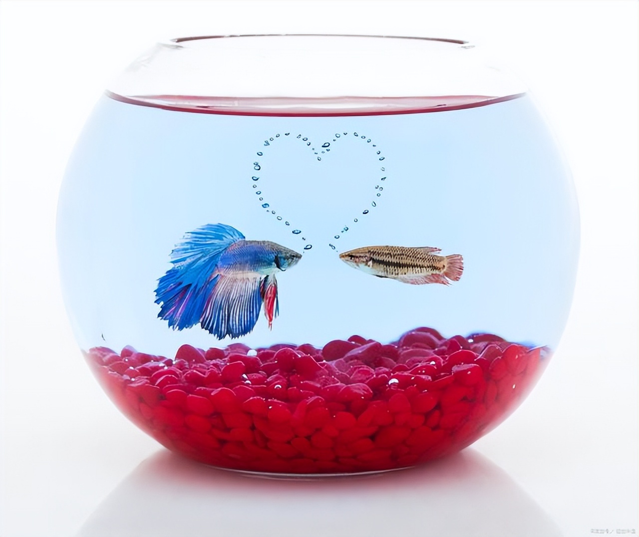 养殖斗鱼推荐鱼缸,饲养斗鱼鱼缸要多大的