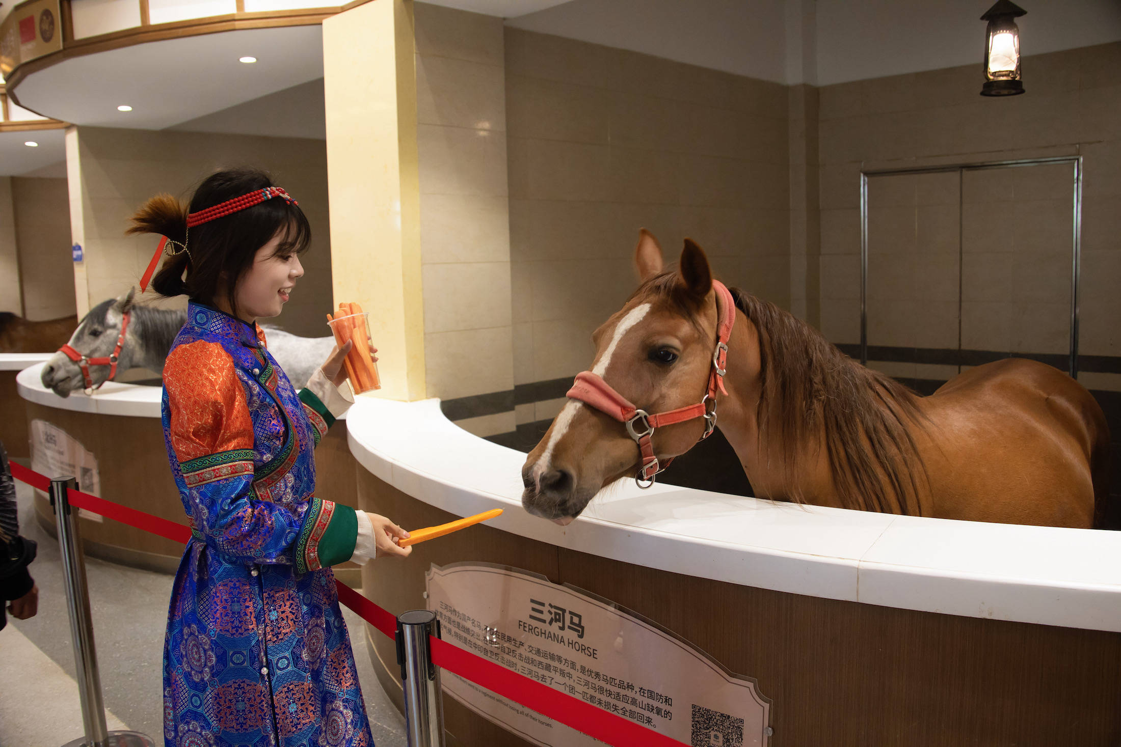 丰宁坝上草原的夏天,丰宁坝上草原夏天景色