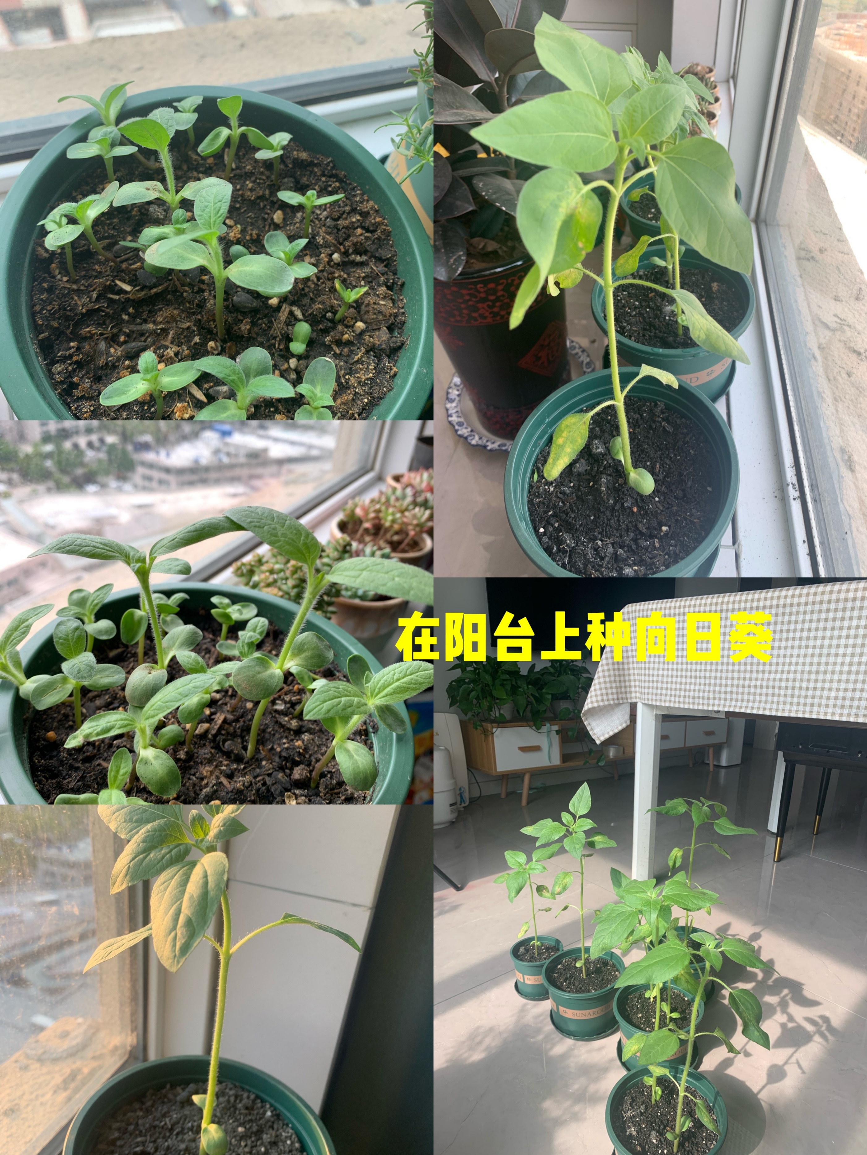 长期失业在家会抑郁么,失业在家一年后的迷茫