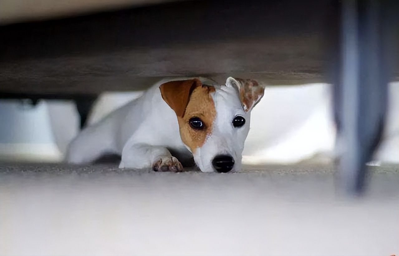 母狗的几个“缺点”，怪不得养过的人想换狗