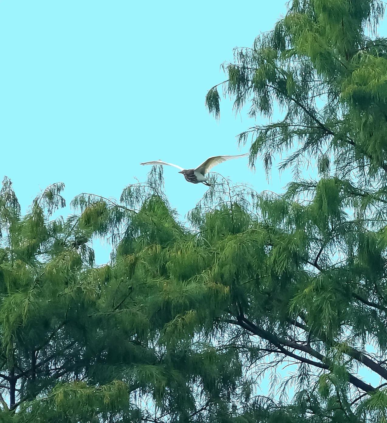 白鹭课文朗诵,白鹭洲
