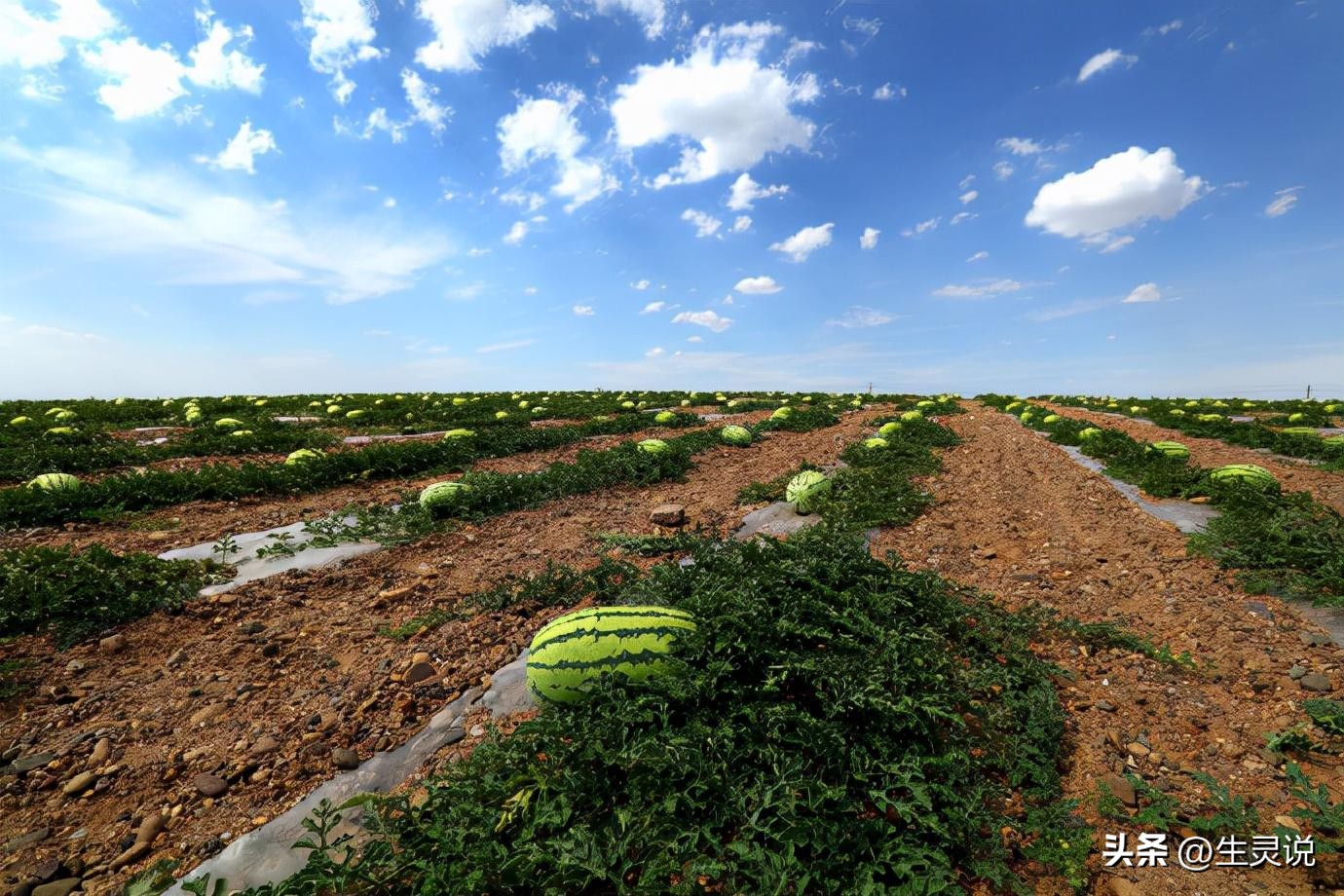 戈壁西瓜现状如何,戈壁西瓜种植技术