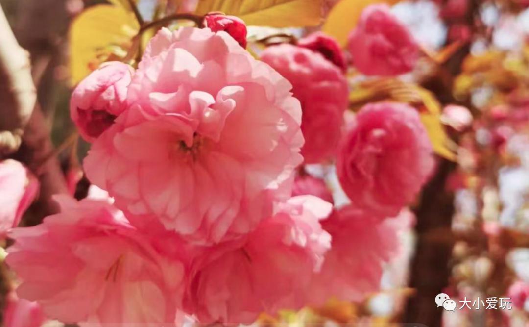 超级美的樱花美景全景,浪漫樱花海美景图