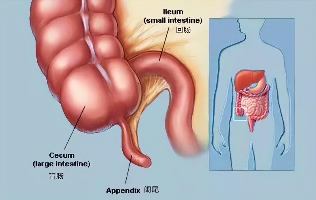 人体无用的6种器官是什么,人体最鸡肋的器官
