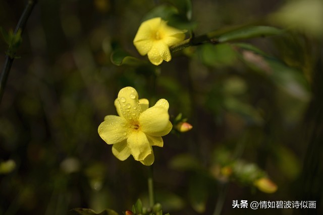 散文相约在最美的春天,想和春天约会散文摘抄