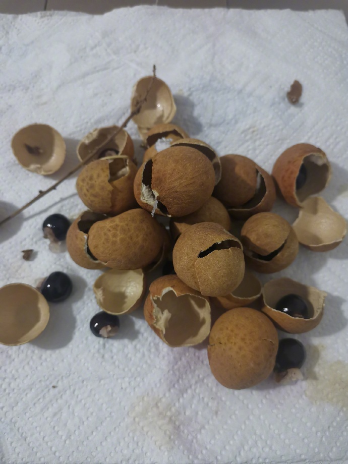 龙眼哪里产的好吃,哪的龙眼最好吃