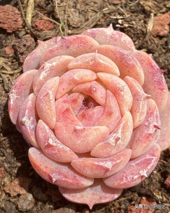 多肉水浇多了根腐烂怎么补救,室外养多肉为什么徒长