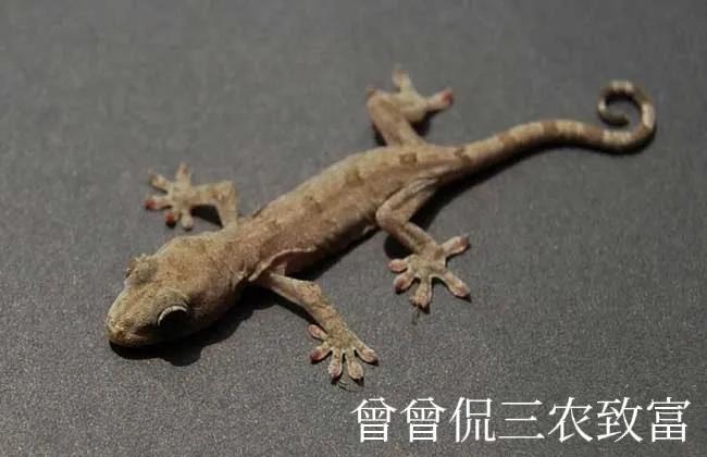 神秘生物壁虎,野生小壁虎品种