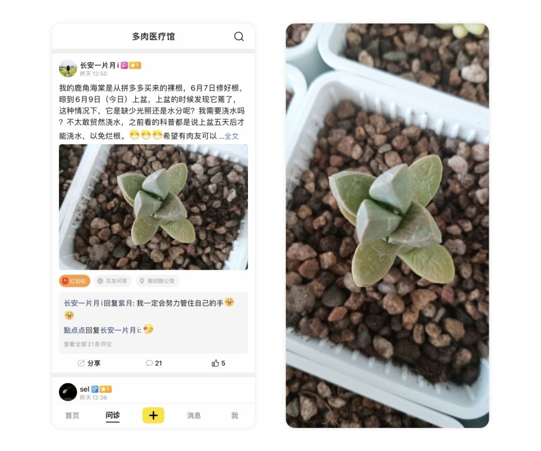 多肉鹿角海棠怎么发软发皱吹雪之松锦如何养护，小贱来解答