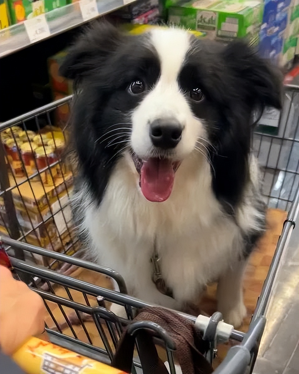 笑死！狗子1个蛋上被蚊子咬了8个包，成巨蛋小子了！