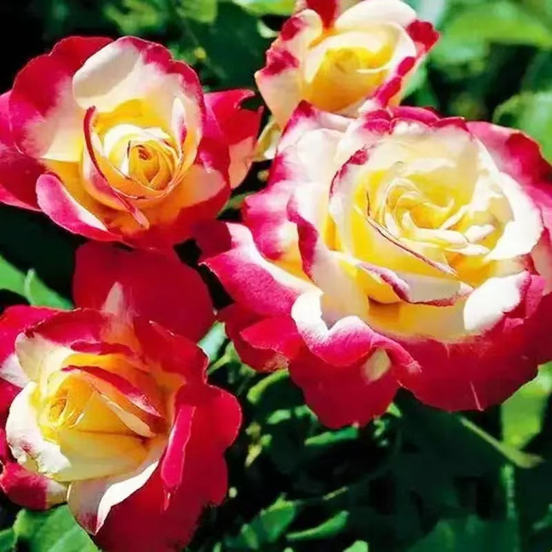 南洋红双喜花开富贵,红双喜双喜临门