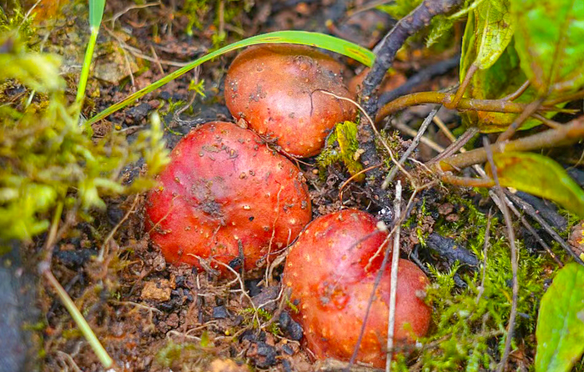 只有农村才有的水果你吃过几种,农村最喜欢的十种水果