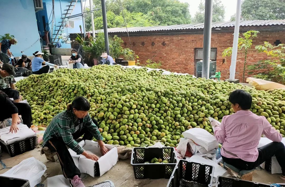 芒果产业助农增收,三产融合发展农民增产增收