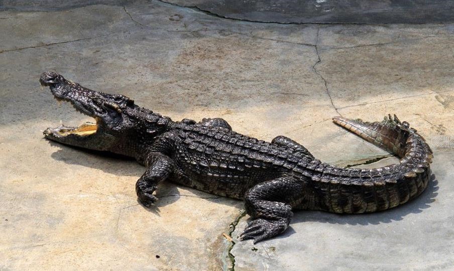 真正属于鱼的动物是,三种动物有鱼但不属于鱼类