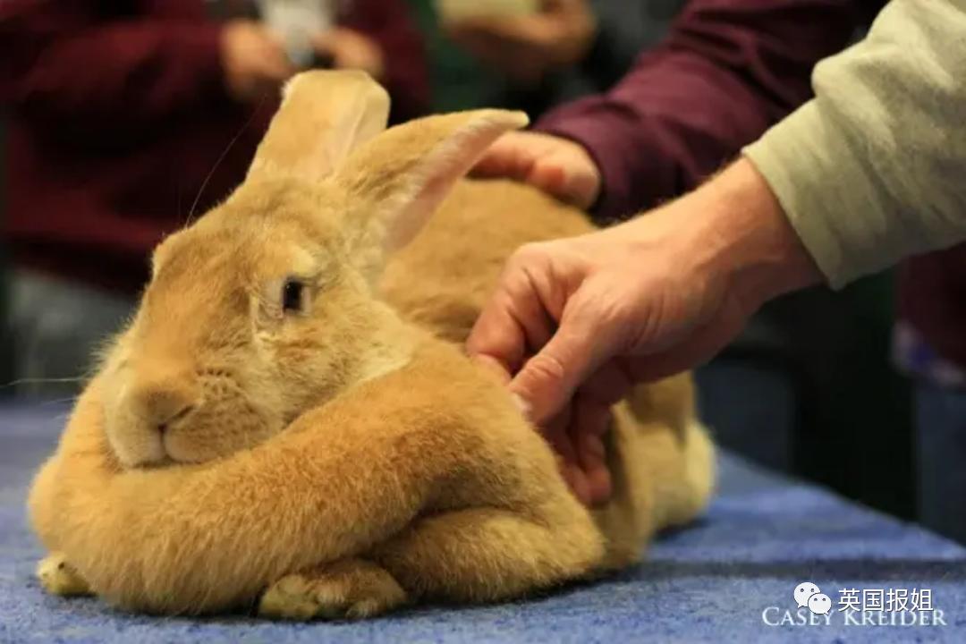 你知道世界上最大的兔子有多大吗,世界上最大的兔子吉尼斯纪录