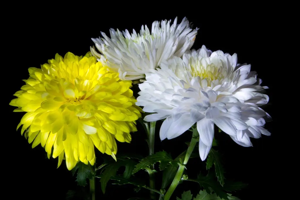 老人说“花草三不送，送了变仇人”，别不信，真的有道理