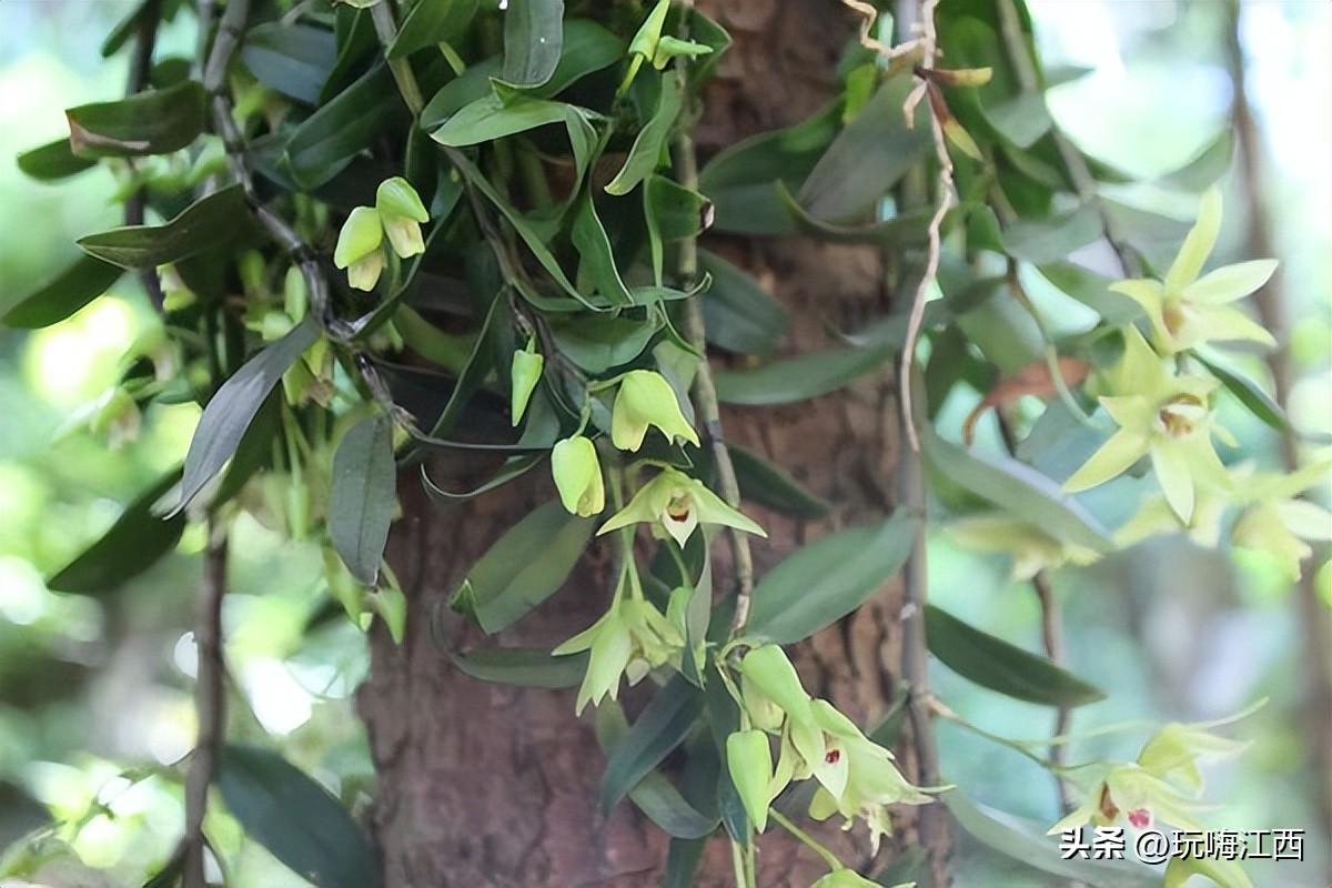 吉安安福红豆杉附生铁皮石斛为例多糖的讨论