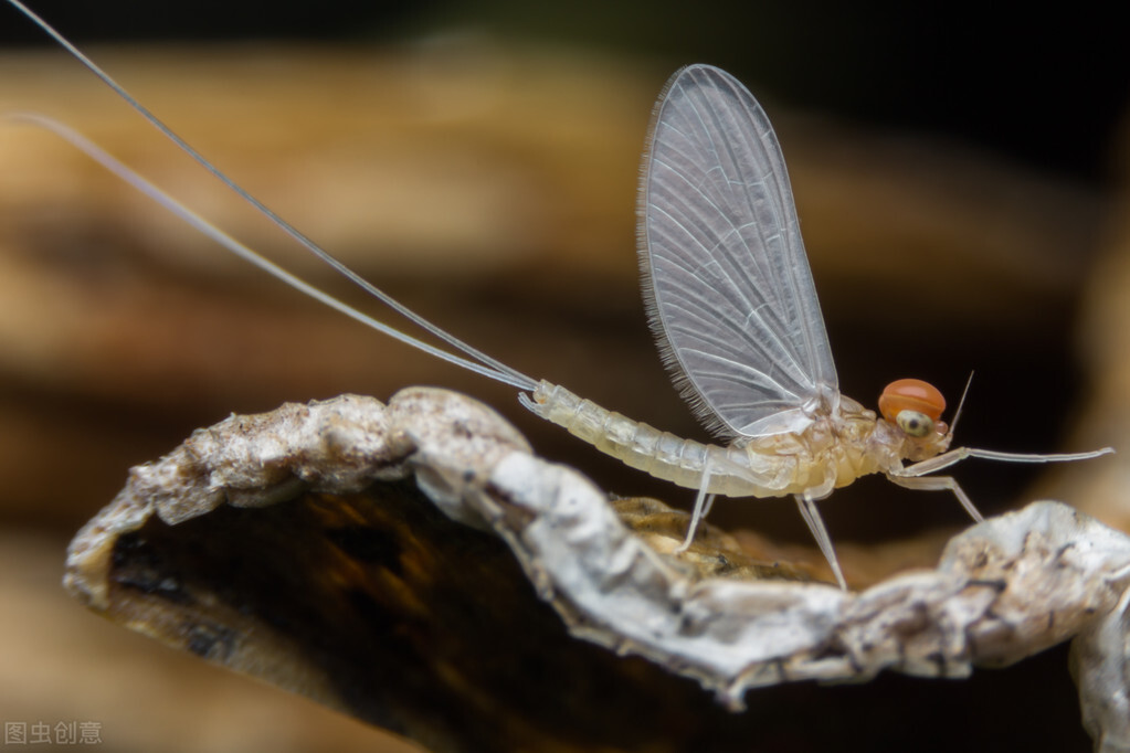 昆虫奇葩交配繁衍，结成爱心的蜻蜓，终身产卵的苍蝇，蝉爱过就死