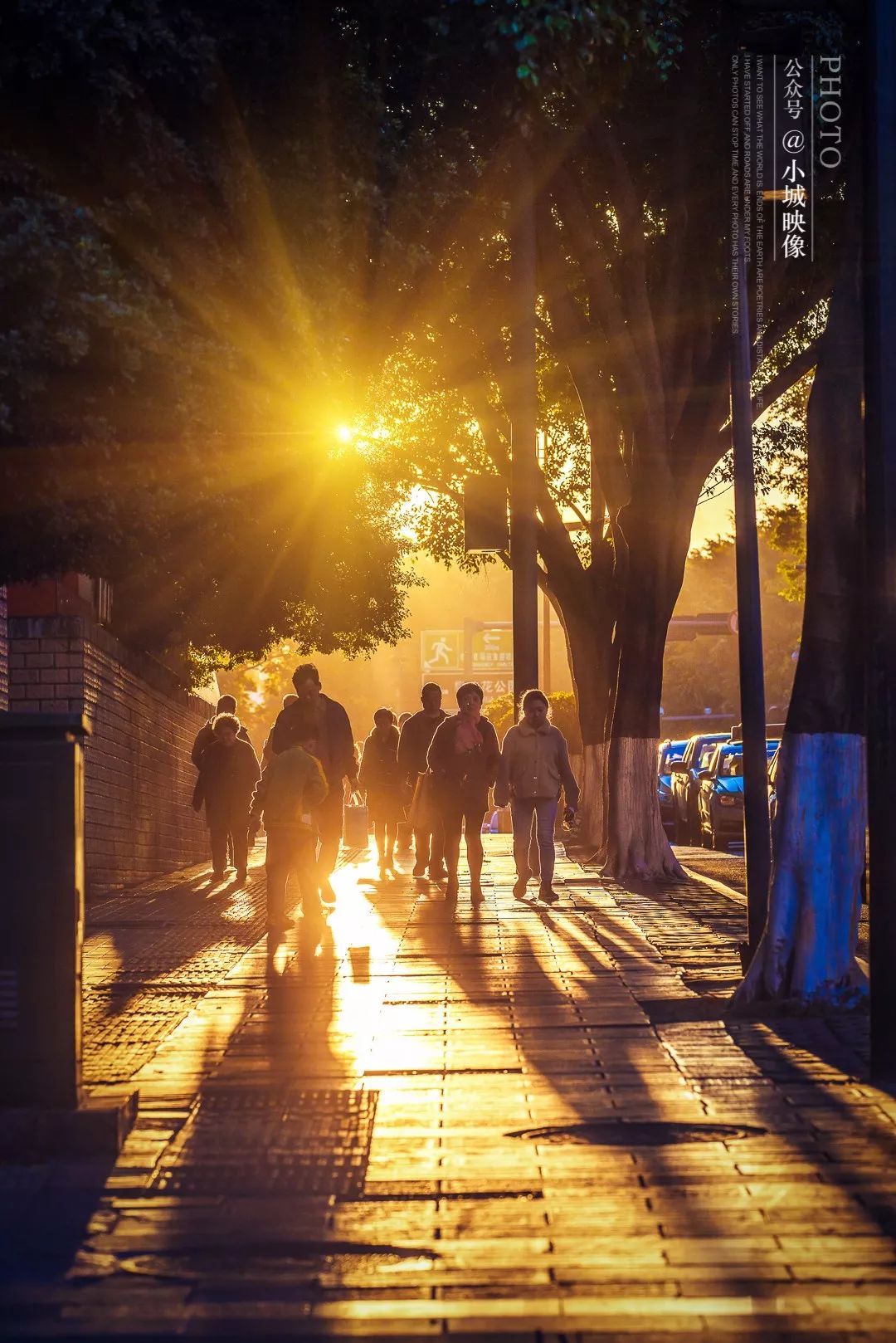 攀枝花是一种什么花,什么是攀枝花铁树