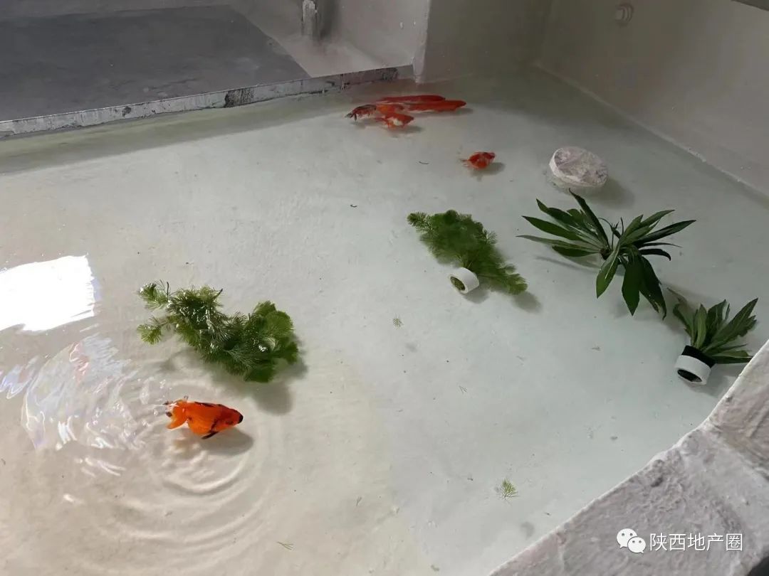 聚焦客户视角的品质呈现，把镜头拉向中南“美好立方”背后