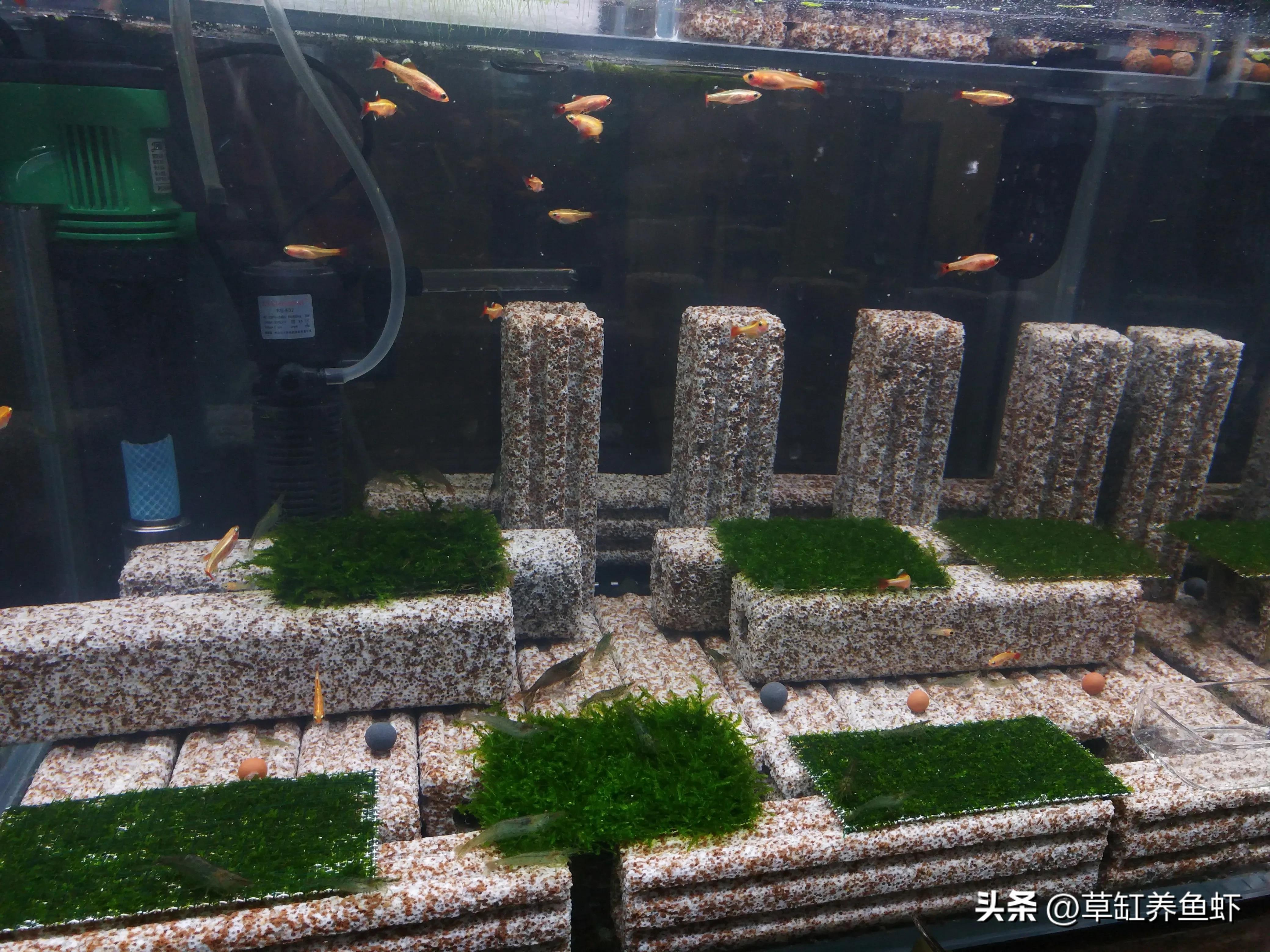 养鱼最强大的过滤桶,鱼缸养鱼必备过滤