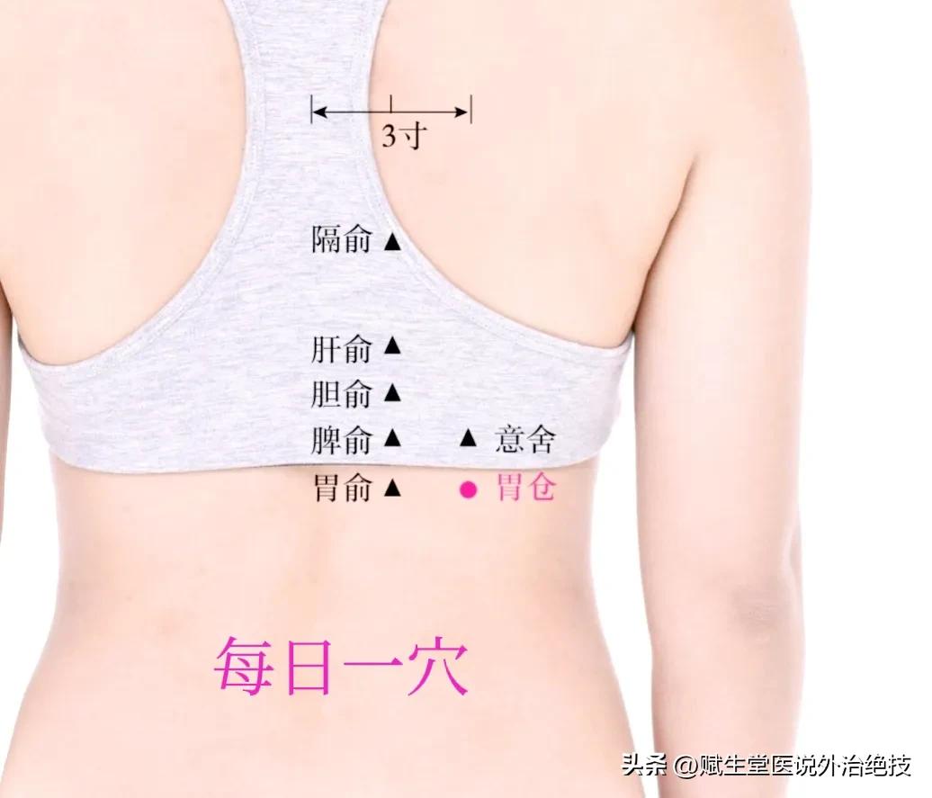 脾胃经络穴位图,胃仓穴最笨取穴方法