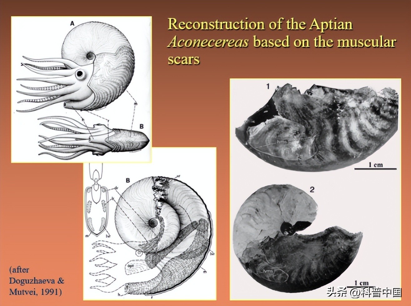 壳包肉包壳包肉……它是远古鱿鱼*亲近**，最后长成“五花肉”