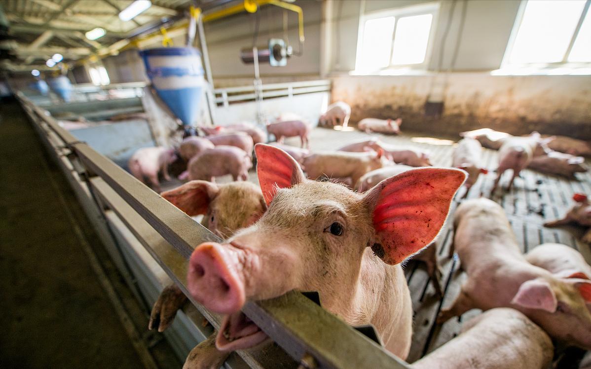 猪价暴跌后骤涨元旦前猪价预测,猪价一跌一涨未来猪价还会下跌吗