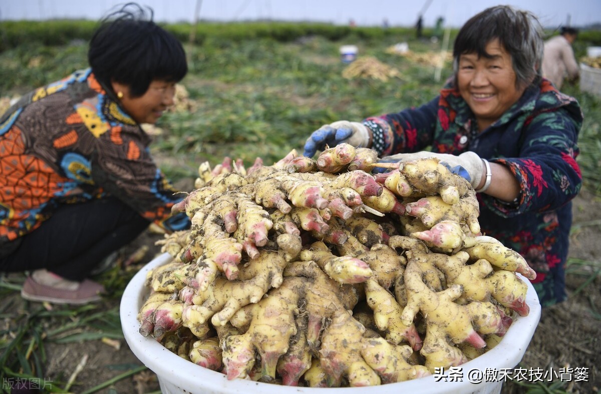 大姜的种植和管理技术资料,大姜种植技术与管理生长周期