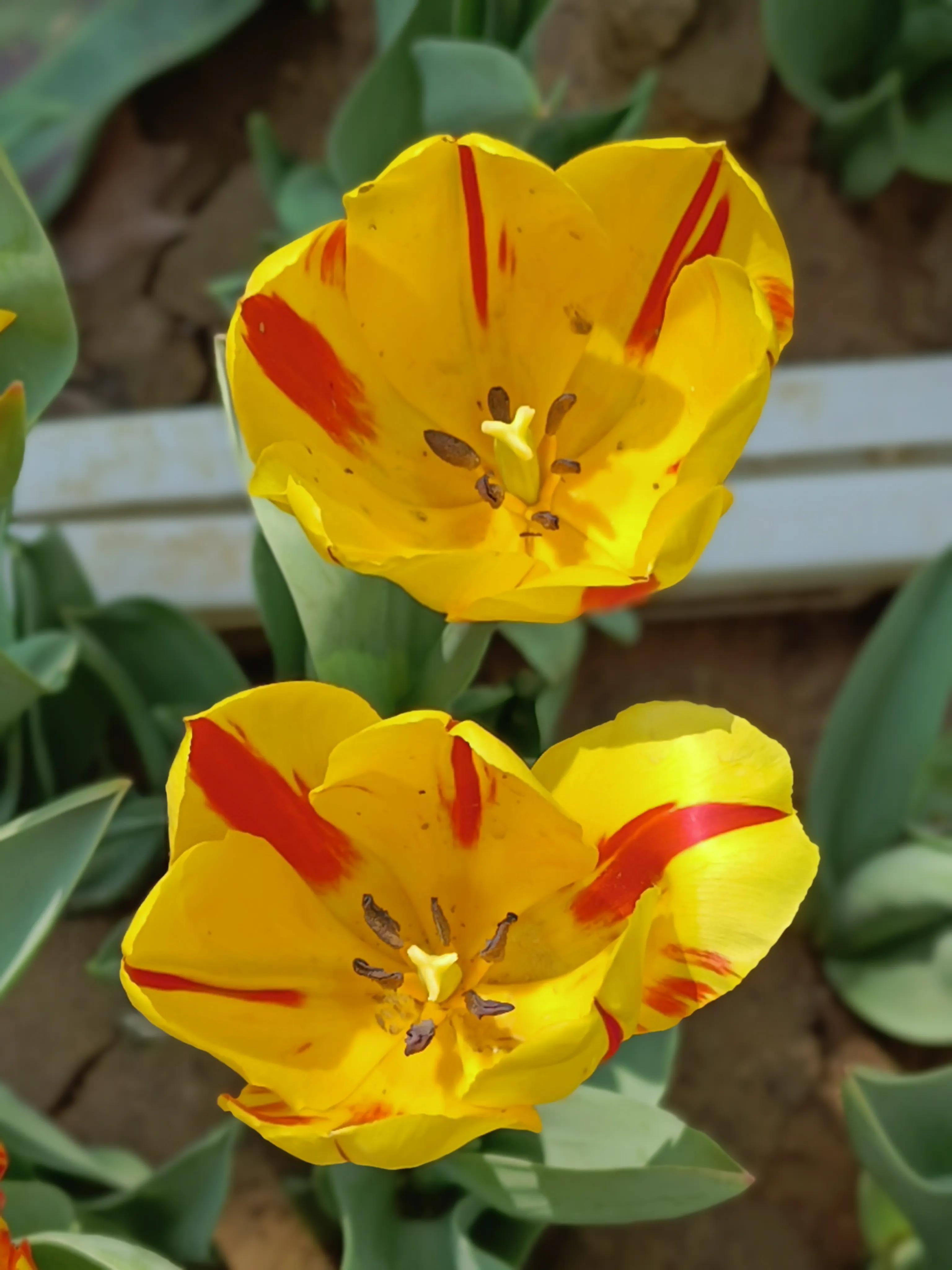 郁金香花语送长辈,郁金香花语永恒的爱与祝福