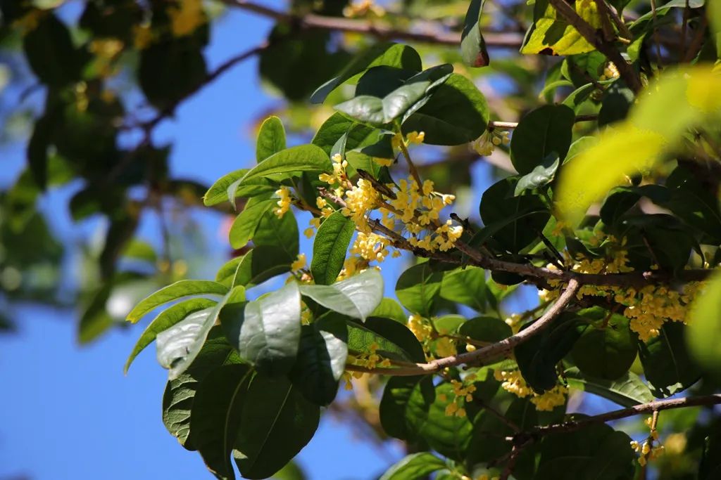 最近的泰兴,泰兴现在的样子