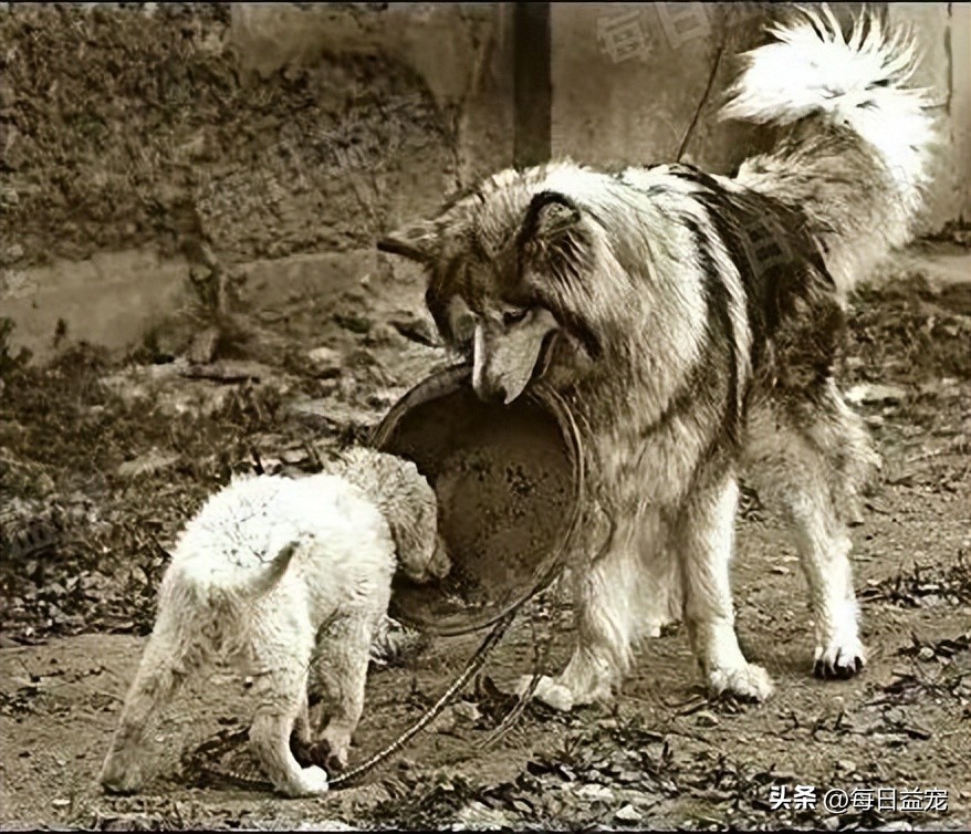 狗狗即将离世时主人喂它吃麦片,狗狗安乐后怎么处理后事好